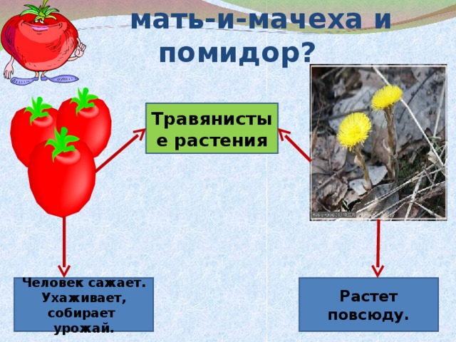 Чем похожи и чем отличаются  мать-и-мачеха и помидор? Травянистые растения Человек сажает. Ухаживает, собирает урожай. Растет повсюду.