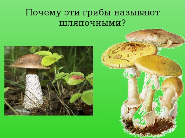 Почему эти грибы называют шляпочными?