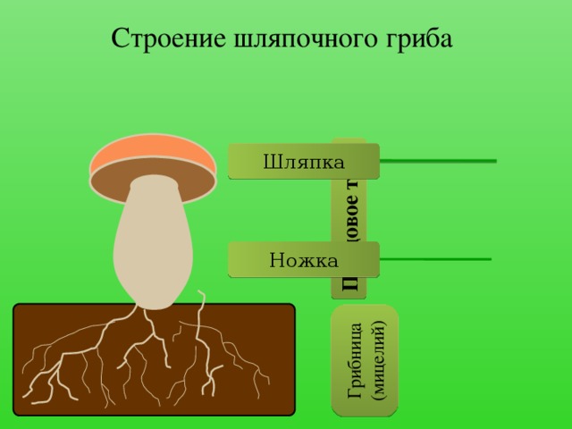 Строение шляпочного гриба Ножка Шляпка Плодовое тело Грибница (мицелий)