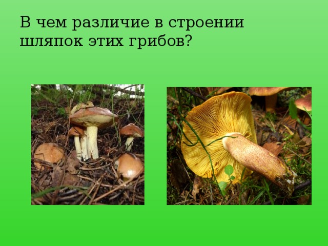 В чем различие в строении шляпок этих грибов?