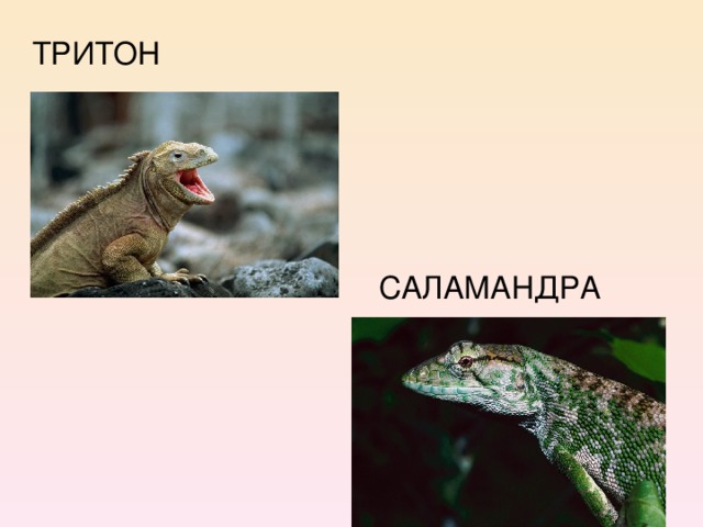 ТРИТОН  САЛАМАНДРА