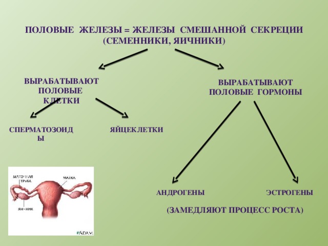 Половые железы = железы смешанной секреции (семенники, яичники) вырабатывают половые клетки вырабатывают половые гормоны сперматозоиды яйцеклетки андрогены эстрогены (Замедляют процесс роста)