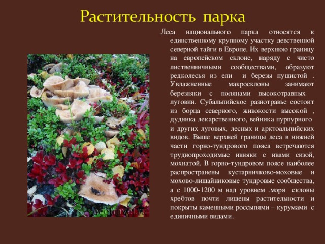 Леса национального парка относятся к единственному крупному участку девственной северной тайги в Европе. Их верхнюю границу на европейском склоне, наряду с чисто лиственничными сообществами, образуют редколесья из ели и березы пушистой . Увлажненные макросклоны занимают березняки с полянами высокотравпых луговин. Субальпийское разнотравье состоит из борца северного, живокости высокой , дудника лекарственного, вейника пурпурного и других луговых, лесных и арктоальпийских видов. Выше верхней границы леса в нижней части горно-тундрового пояса встречаются труднопроходимые ивняки с ивами сизой, мохнатой. В горно-тундровом поясе наиболее распространены кустарничково-моховые и мохово-лишайниковые тундровые сообщества, а с 1000-1200 м над уровнем .моря склоны хребтов почти лишены растительности и покрыты каменными россыпями – курумами с единичными видами.