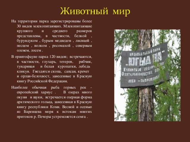 На территории парка зарегистрированы более 30 видов млекопитающих. Млекопитающие крупного и среднего размеров представлены, в частности, белкой , бурундуком , бурым медведем , лисицей , песцом , волком , росомахой , северным оленем , лосем . В орнитофауне парка 120 видов; встречаются, в частности, глухарь , тетерев,  рябчик , тундряная  и белая  куропатки, лебедь кликун.  Гнездятся скопа,  сапсан , кречет и орлан-белохвост , занесенные в Красную книгу Российской Федерации. Наиболее обычная рыба горных рек - европейский хариус .  В озерах много окуня и щуки,  встречается озерная форма арктического гольца , занесенная в Красную книгу республики Коми. Весной и осенью из Баренцева моря к истокам многих притоков р. Печоры устремляется семга .