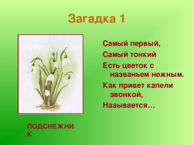 Загадка 1 Самый первый, Самый тонкий Есть цветок с названьем нежным. Как привет капели звонкой, Называется… ПОДСНЕЖНИК