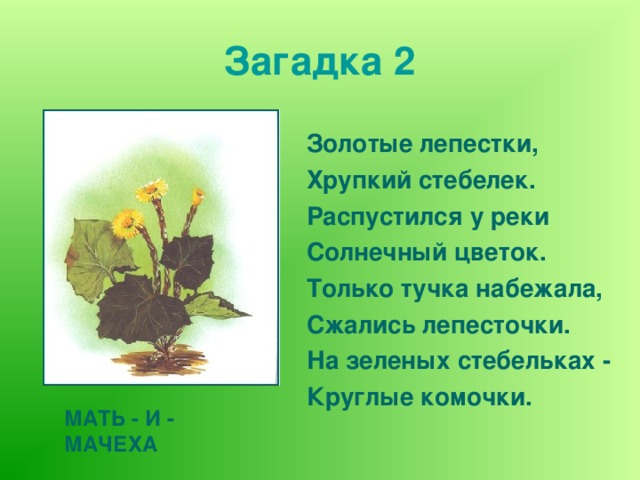 Загадка 2 Золотые лепестки, Хрупкий стебелек. Распустился у реки Солнечный цветок. Только тучка набежала, Сжались лепесточки. На зеленых стебельках - Круглые комочки.   МАТЬ - И - МАЧЕХА