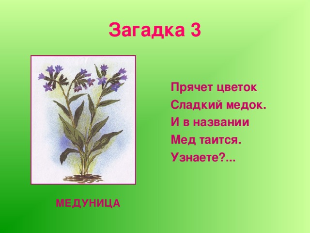 Загадка 3 Прячет цветок Сладкий медок. И в названии Мед таится. Узнаете?...  МЕДУНИЦА