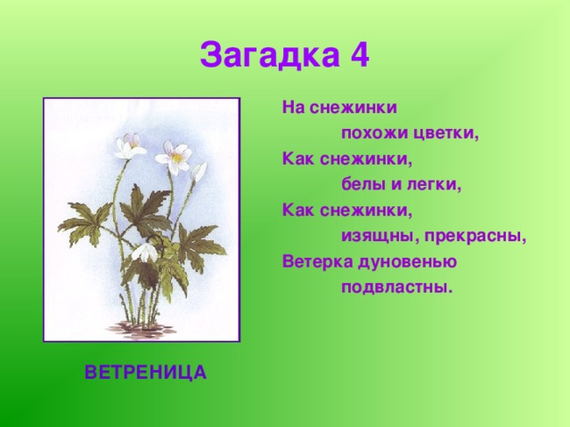 Загадка 4 На снежинки  похожи цветки, Как снежинки,  белы и легки, Как снежинки,  изящны, прекрасны, Ветерка дуновенью  подвластны.  ВЕТРЕНИЦА