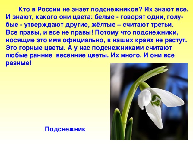 Кто в России не знает подснежников? Их знают все. И знают, какого они цвета: белые - говорят одни, голу- бые - утверждают другие, жёлтые – считают третьи. Все правы, и все не правы! Потому что подснежники, носящие это имя официально, в наших краях не растут. Это горные цветы. А у нас подснежниками считают любые ранние весенние цветы. Их много. И они все разные!  Подснежник Кто в россии не знает подснежников? Их знают все. И знают, какого они цвета: белые - говорят одни, голу- бые - утверждают другие, жёлтые – считают третьи. Все правы, и все не правы! Потому что подснежники, носящие это имя официально, в наших краях не растут. Это горные цветы. А у нас подснежниками считают любые ранние весенние цветы. Их много. И они все разные! Подснежник.