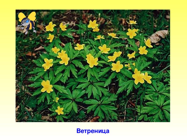 Ветреница Ветреница.