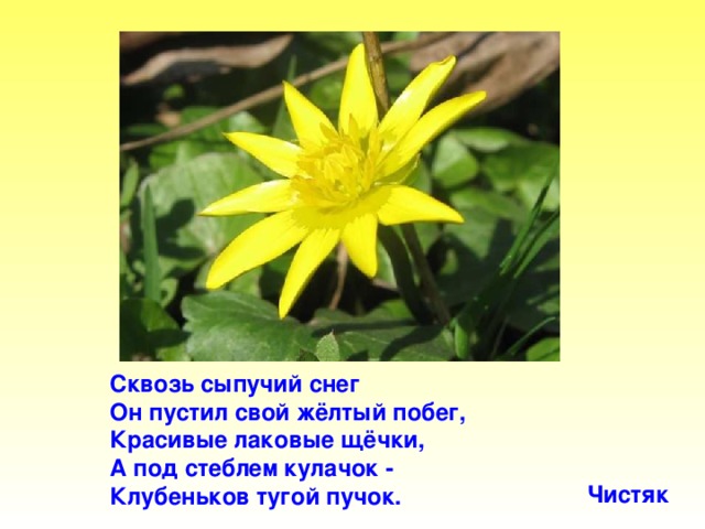 Сквозь сыпучий снег Он пустил свой жёлтый побег, Красивые лаковые щёчки, А под стеблем кулачок - Клубеньков тугой пучок. Чистяк Сквозь сыпучий снег он пустил свой жёлтый побег, красивые лаковые щёчки, А под стеблем кулачок - клубеньков тугой пучок. Чистяк.