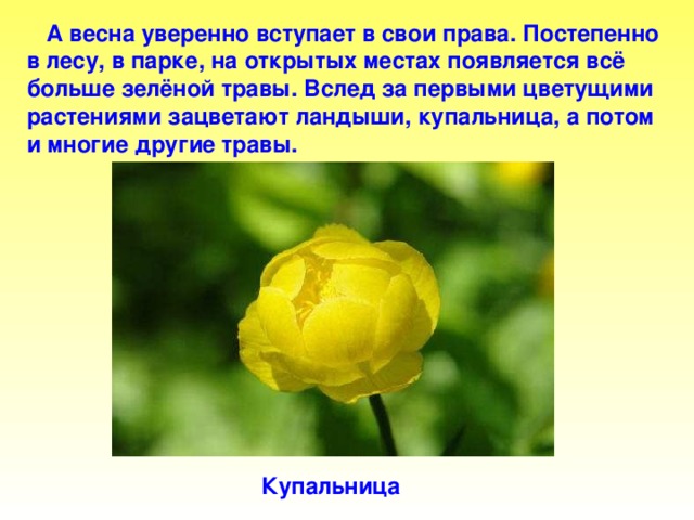 А весна уверенно вступает в свои права. Постепенно  в лесу, в парке, на открытых местах появляется всё  больше зелёной травы. Вслед за первыми цветущими  растениями зацветают ландыши, купальница, а потом  и многие другие травы. Купальница Купальница. А весна уверенно вступает в свои права. Постепенно в лесу, в парке, на открытых местах появляется всё больше зелёной травы. Вслед за первыми цветущими растениями зацветают ландыши, купальница, а потом и многие другие травы.