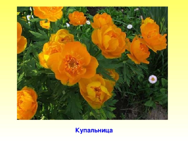 Купальница Купальница.