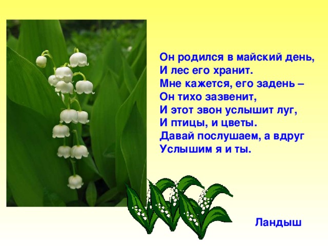 Он родился в майский день, И лес его хранит. Мне кажется, его задень – Он тихо зазвенит, И этот звон услышит луг, И птицы, и цветы. Давай послушаем, а вдруг Услышим я и ты. Ландыш Он родился в майский день, И лес его хранит. Мне кажется, его задень – он тихо зазвенит, И этот звон услышит луг, И птицы, и цветы. Давай послушаем, а вдруг услышим я и ты. Ландыш.