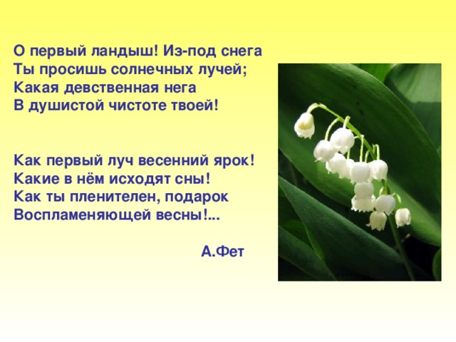 О первый ландыш! Из-под снега Ты просишь солнечных лучей; Какая девственная нега В душистой чистоте твоей!   Как первый луч весенний ярок! Какие в нём исходят сны! Как ты пленителен, подарок Воспламеняющей весны!...   А.Фет О первый ландыш! Из-под снега ты просишь солнечных лучей; какая девственная нега В душистой чистоте твоей! Как первый луч весенний ярок! Какие в нём исходят сны! Как ты пленителен, подарок воспламеняющей весны!... А.Фет.