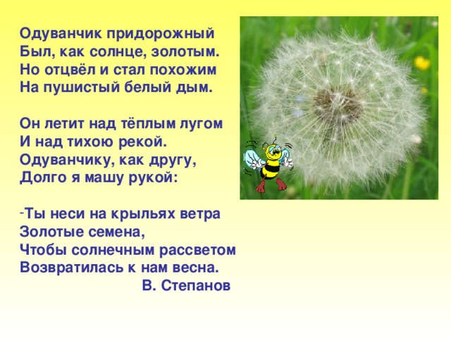 Одуванчик придорожный Был, как солнце, золотым. Но отцвёл и стал похожим На пушистый белый дым.  Он летит над тёплым лугом И над тихою рекой. Одуванчику, как другу, Долго я машу рукой:  Ты неси на крыльях ветра Золотые семена, Чтобы солнечным рассветом Возвратилась к нам весна.  В. Степанов Одуванчик придорожный был, как солнце, золотым. Но отцвёл и стал похожим на пушистый белый дым. Он летит над тёплым лугом И над тихою рекой. Одуванчику, как другу, долго я машу рукой: ты неси на крыльях ветра золотые семена, чтобы солнечным рассветом возвратилась к нам весна. В. Степанов.