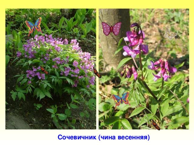 Сочевичник (чина весенняя) Сочевичник (чина весенняя).