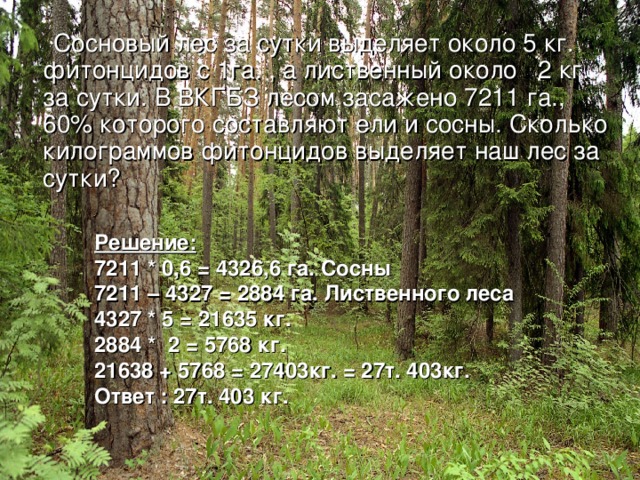 Сосновый лес за сутки выделяет около 5 кг. фитонцидов с 1га. , а лиственный около 2 кг. за сутки. В ВКГБЗ лесом засажено 7211 га., 60% которого составляют ели и сосны. Сколько килограммов фитонцидов выделяет наш лес за сутки? Решение: 7211 * 0,6 = 4326,6 га. Сосны 7211 – 4327 = 2884 га. Лиственного леса 4327 * 5 = 21635 кг. 2884 * 2 = 5768 кг. 21638 + 5768 = 27403кг. = 27т. 403кг. Ответ : 27т. 403 кг.