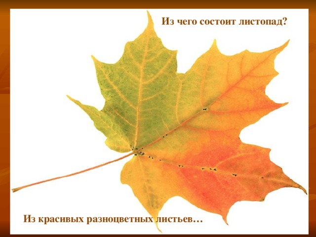 Из чего состоит листопад? Фото листа клена. Из красивых разноцветных листьев…