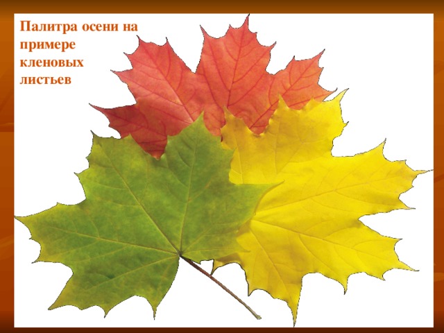 Палитра осени на примере кленовых листьев Листья клена.