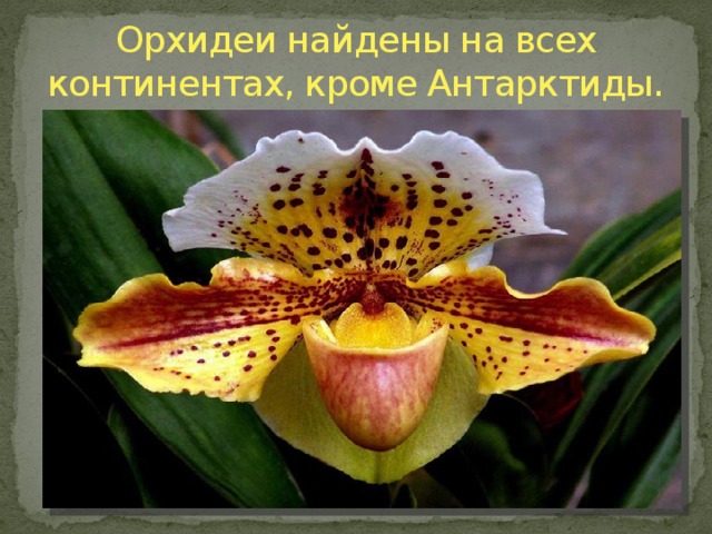 Орхидеи найдены на всех континентах, кроме Антарктиды.