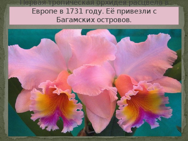 Первая тропическая орхидея расцвела в Европе в 1731 году. Её привезли с Багамских островов.