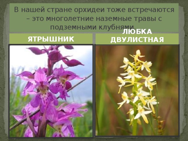 В нашей стране орхидеи тоже встречаются – это многолетние наземные травы с подземными клубнями. ЯТРЫШНИК ЛЮБКА ДВУЛИСТНАЯ