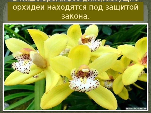 В наше время все дикорастущие орхидеи находятся под защитой закона.
