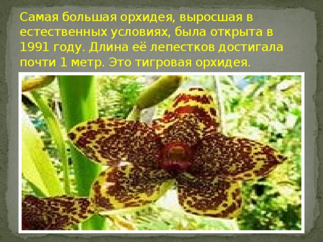 Самая большая орхидея, выросшая в естественных условиях, была открыта в 1991 году. Длина её лепестков достигала почти 1 метр. Это тигровая орхидея.