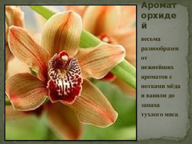 Аромат орхидей весьма разнообразен от нежнейших ароматов с нотками мёда и ванили до запаха тухлого мяса .