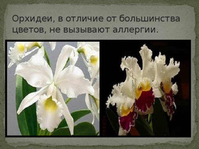 Орхидеи, в отличие от большинства цветов, не вызывают аллергии.