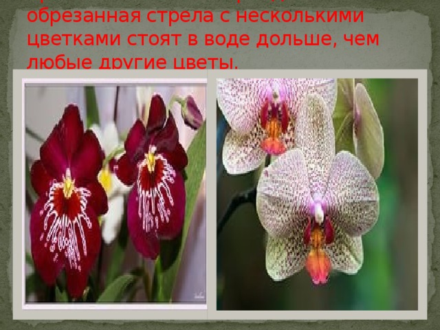 Срезанные головки орхидей или обрезанная стрела с несколькими цветками стоят в воде дольше, чем любые другие цветы.