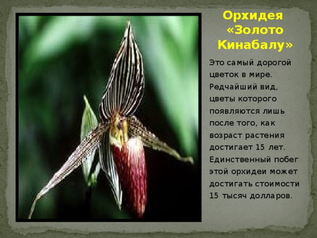 Орхидея «Золото Кинабалу» Это самый дорогой цветок в мире. Редчайший вид, цветы которого появляются лишь после того, как возраст растения достигает 15 лет. Единственный побег этой орхидеи может достигать стоимости 15 тысяч долларов.