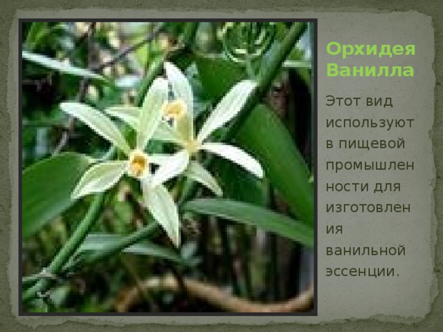 Орхидея Ванилла Этот вид используют в пищевой промышленности для изготовления ванильной эссенции.