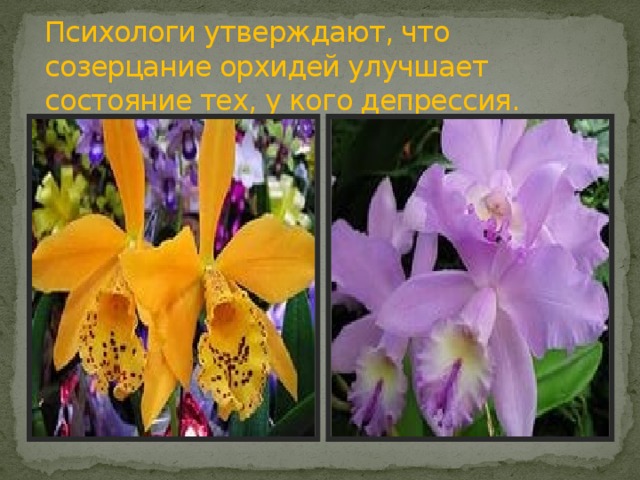 Психологи утверждают, что созерцание орхидей улучшает состояние тех, у кого депрессия.