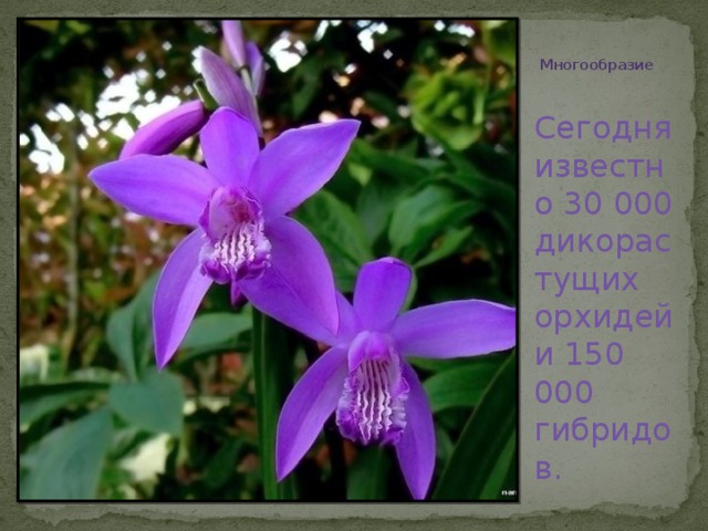 Многообразие Сегодня известно 30 000 дикорастущих орхидей и 150 000 гибридов.