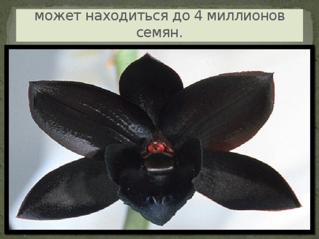 Плод орхидеи – сухая коробочка, в ней может находиться до 4 миллионов семян.