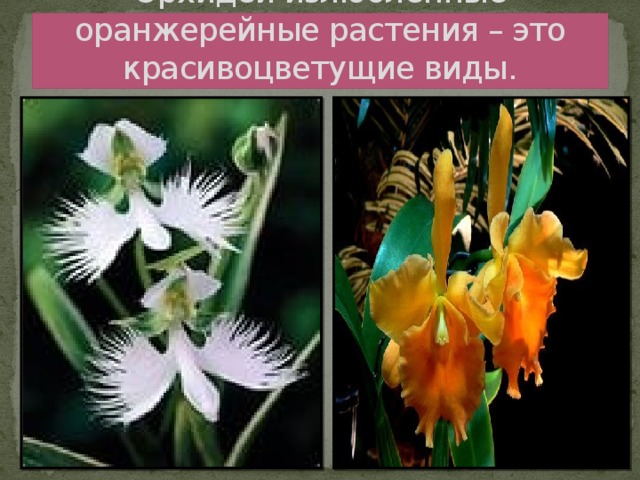 Орхидеи излюбленные оранжерейные растения – это красивоцветущие виды.