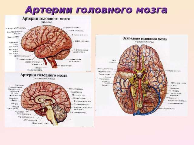 Артерии головного мозга