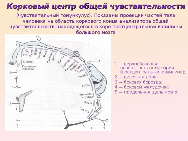 Корковый центр общей чувствительности (чувствительный гомункулус). Показаны проекции частей тела человека на область коркового конца анализатора общей чувствительности, находящегося в коре постцентральной извилины большого мозга 1 — верхнебоковая поверхность полушария (постцентральная извилина); 2 — височная доля; 3 — боковая борозда; 4 — боковой желудочек; 5 — продольная щель мозга