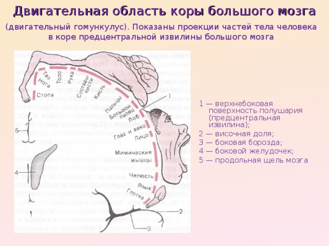 Двигательная область коры большого мозга (двигательный гомункулус). Показаны проекции частей тела человека в коре предцентральной извилины большого мозга 1 — верхнебоковая поверхность полушария (предцентральная извилина); 2 — височная доля; 3 — боковая борозда; 4 — боковой желудочек; 5 — продольная щель мозга