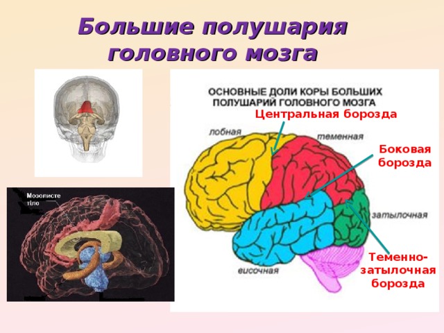 Большие полушария головного мозга функции и строение. Доли больших полушарий головного мозга. Схема строения больших полушарий головного мозга. Доли коры больших полушарий головного мозга. Доли полушария большого мозга биология 8 класс.