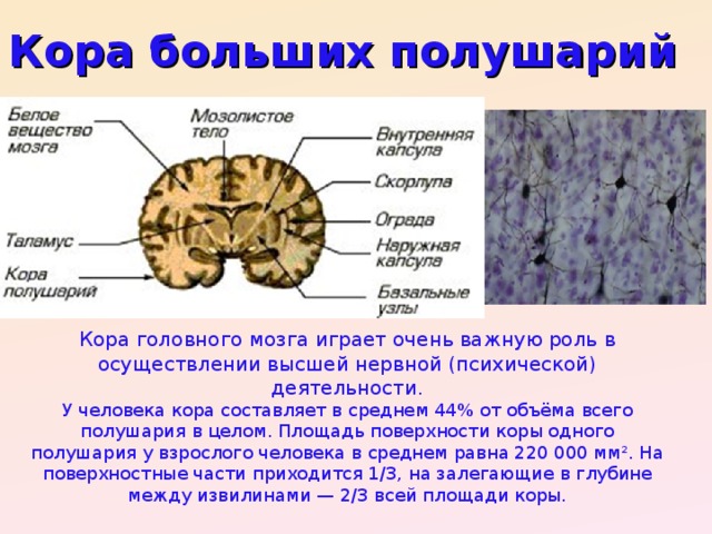 Признаки характеризующие кору головного мозга. Физиологические свойства коры головного мозга.