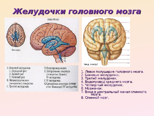 Желудочки головного мозга (вид снизу) 1. Левое полушарие головного мозга. 2. Боковые желудочки. 3. Третий желудочек. 4. Водопровод среднего мозга. 5. Четвертый желудочек. 6. Мозжечок. 7. Вход в центральный канал спинного мозга. 8. Спинной мозг.