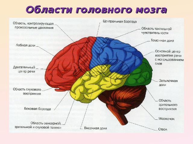Области головного мозга