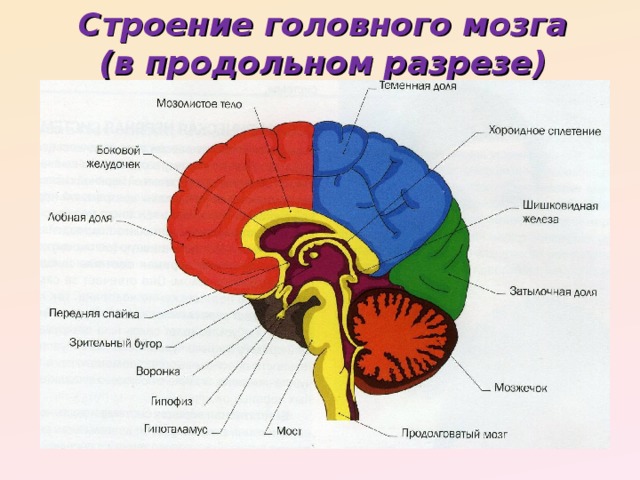 Строение головного мозга  (в продольном разрезе)