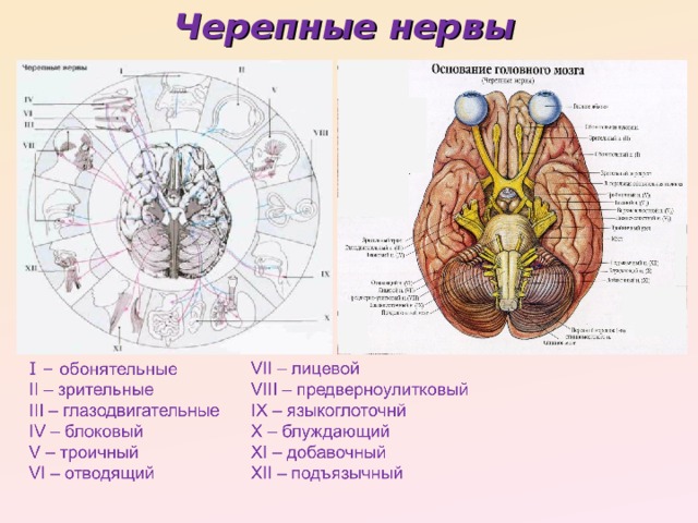 Черепные нервы