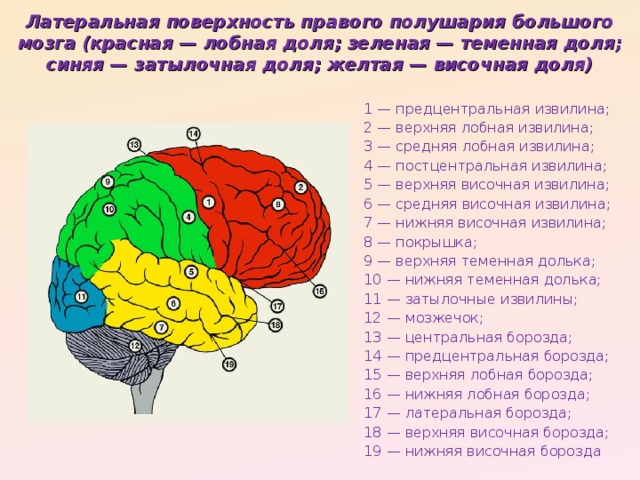 Латеральная поверхность правого полушария большого мозга (красная — лобная доля; зеленая — теменная доля; синяя — затылочная доля; желтая — височная доля) 1 — предцентральная извилина; 2 — верхняя лобная извилина; 3 — средняя лобная извилина; 4 — постцентральная извилина; 5 — верхняя височная извилина; 6 — средняя височная извилина; 7 — нижняя височная извилина; 8 — покрышка; 9 — верхняя теменная долька; 10 — нижняя теменная долька; 11 — затылочные извилины; 12 — мозжечок; 13 — центральная борозда; 14 — предцентральная борозда; 15 — верхняя лобная борозда; 16 — нижняя лобная борозда; 17 — латеральная борозда; 18 — верхняя височная борозда; 19 — нижняя височная борозда