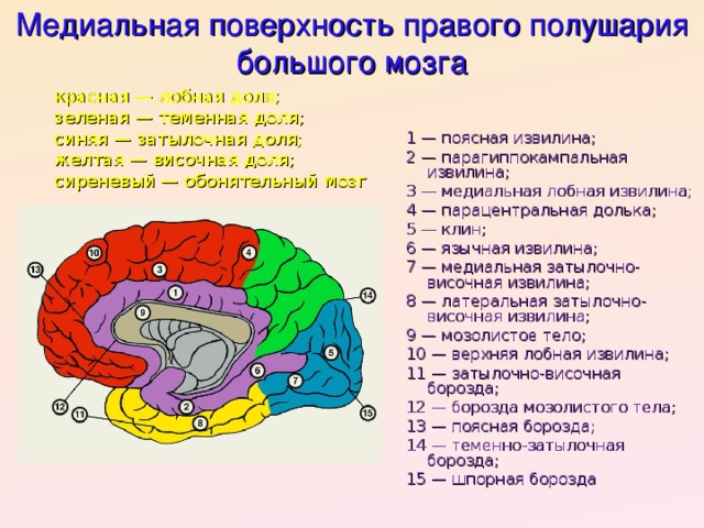 Медиальная поверхность правого полушария большого мозга красная — лобная доля; зеленая — теменная доля; синяя — затылочная доля; желтая — височная доля; сиреневый — обонятельный мозг 1 — поясная извилина; 2 — парагиппокампальная извилина; 3 — медиальная лобная извилина; 4 — парацентральная долька; 5 — клин; 6 — язычная извилина; 7 — медиальная затылочно-височная извилина; 8 — латеральная затылочно-височная извилина; 9 — мозолистое тело; 10 — верхняя лобная извилина; 11 — затылочно-височная борозда; 12 — борозда мозолистого тела; 13 — поясная борозда; 14 — теменно-затылочная борозда; 15 — шпорная борозда