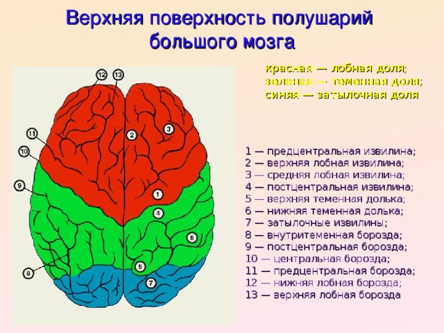 Верхняя поверхность полушарий  большого мозга красная — лобная доля; зеленая — теменная доля; синяя — затылочная доля 1 — предцентральная извилина; 2 — верхняя лобная извилина; 3 — средняя лобная извилина; 4 — постцентральная извилина; 5 — верхняя теменная долька; 6 — нижняя теменная долька; 7 — затылочные извилины; 8 — внутритеменная борозда; 9 — постцентральная борозда; 10 — центральная борозда; 11 — предцентральная борозда; 12 — нижняя лобная борозда; 13 — верхняя лобная борозда